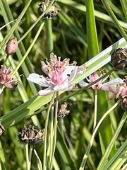 Butomus umbellatus