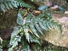 Parapolystichum munitum