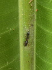 Myrmarachne melanocephala
