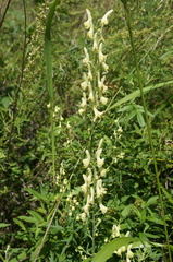Aconitum barbatum puberulum