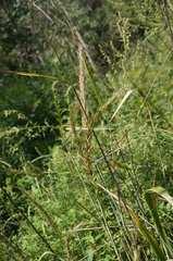 Elymus ciliaris