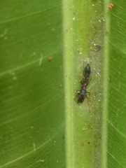 Myrmarachne melanocephala