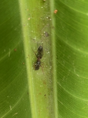 Myrmarachne melanocephala