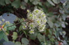Clematis heracleifolia