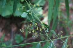 Bupleurum chinense
