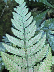 Parapolystichum munitum