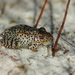 Gopher Frog - Photo (c) Peter and Kim Connolly, some rights reserved (CC BY-NC), uploaded by Peter and Kim Connolly