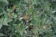 Rhododendron micranthum