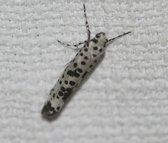 Yponomeuta pustulellus