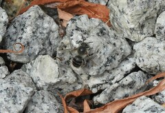 Anthophora bimaculata
