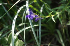 Scutellaria baicalensis