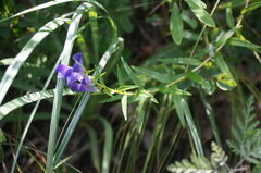 Scutellaria baicalensis