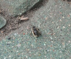 Anthophora bimaculata