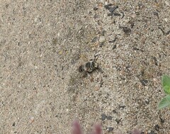 Anthophora bimaculata