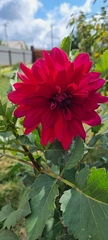 Dahlia cultorum