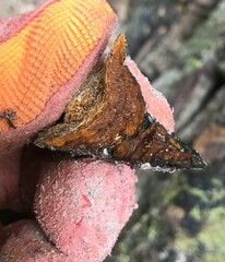 Fomitiporella