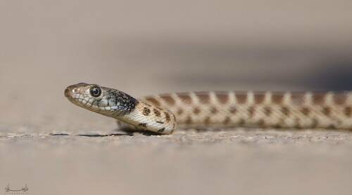 Algerian Whip Snake