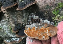 Fomitiporella