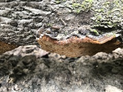Fomitiporella