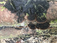 Fomitiporella