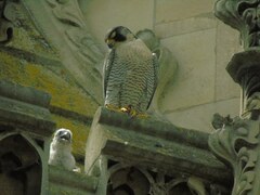 Falco peregrinus