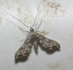 Euthrausta phoenicea