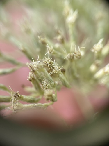 Semaphore thoroughwort (Eupatorium mikanioides)