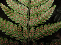 Parapolystichum munitum