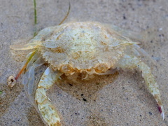 Matuta