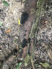 Fomitiporella