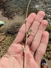 Anthyllis cytisoides
