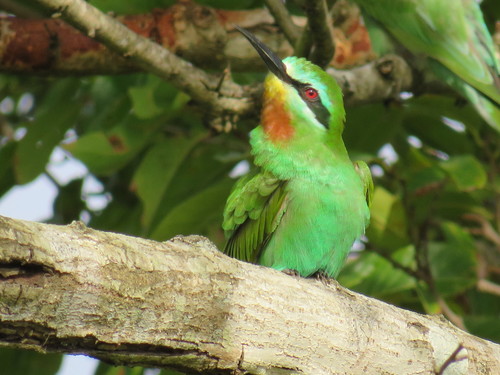Blue-cheeked Bee-eater