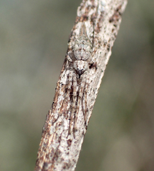 Tamopsis brisbanensis