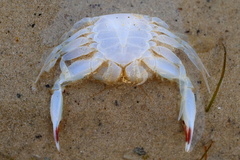 Matuta