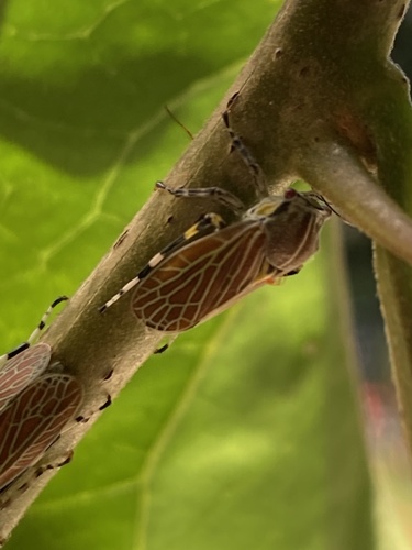 Aetalionidae image