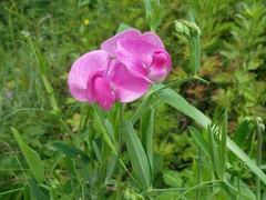 Lathyrus