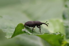 Scyphophorus acupunctatus