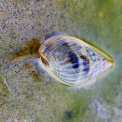 Nassarius pullus