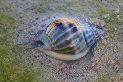 Nassarius pullus