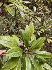 Clermontia parviflora