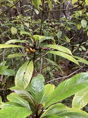 Clermontia parviflora