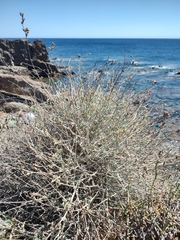 Anthyllis cytisoides