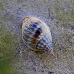 Nassarius pullus