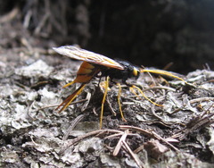 Urocerus gigas