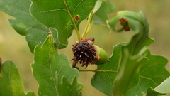 Andricus caputmedusae