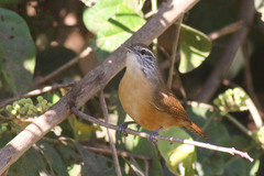 Cantorchilus guarayanus