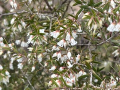 Styphelia setigera