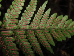 Parapolystichum munitum