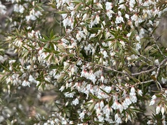 Styphelia setigera