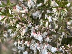 Styphelia setigera